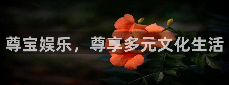 壹号大舞台怎么下载：尊宝娱乐，尊享多元文化生活