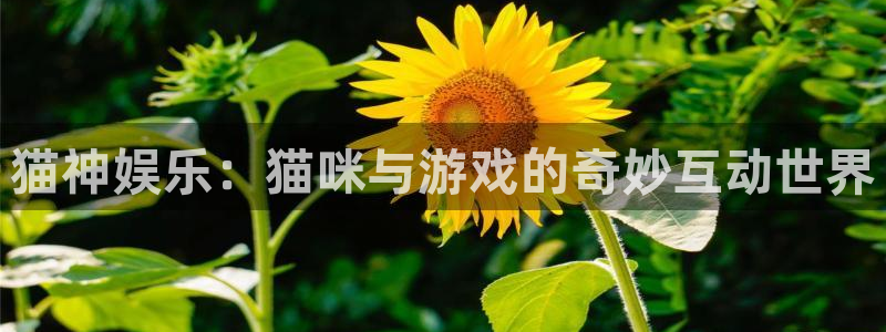 永利皇官官方网站下载：猫神娱乐：猫咪与游戏的奇妙互动世界